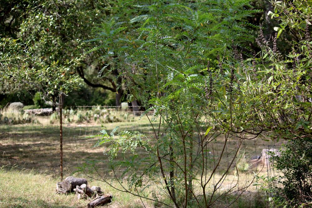 Photo of Arroyo Sweetwood (Myrospermum sousanum) uploaded by GrammaChar