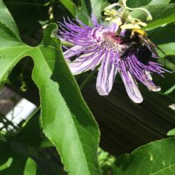 Location: Greensboro NC
Date: 2016-07-22
Another bumble bee getting drunk on Passion flower. It truly calm