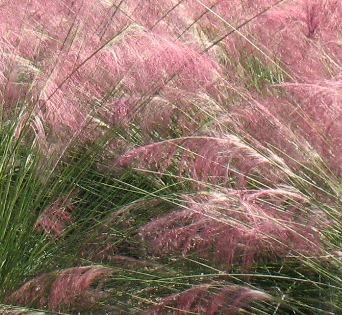 Photo of Pink Muhly Grass (Muhlenbergia capillaris) uploaded by Lalambchop1