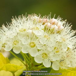 Photo Photo