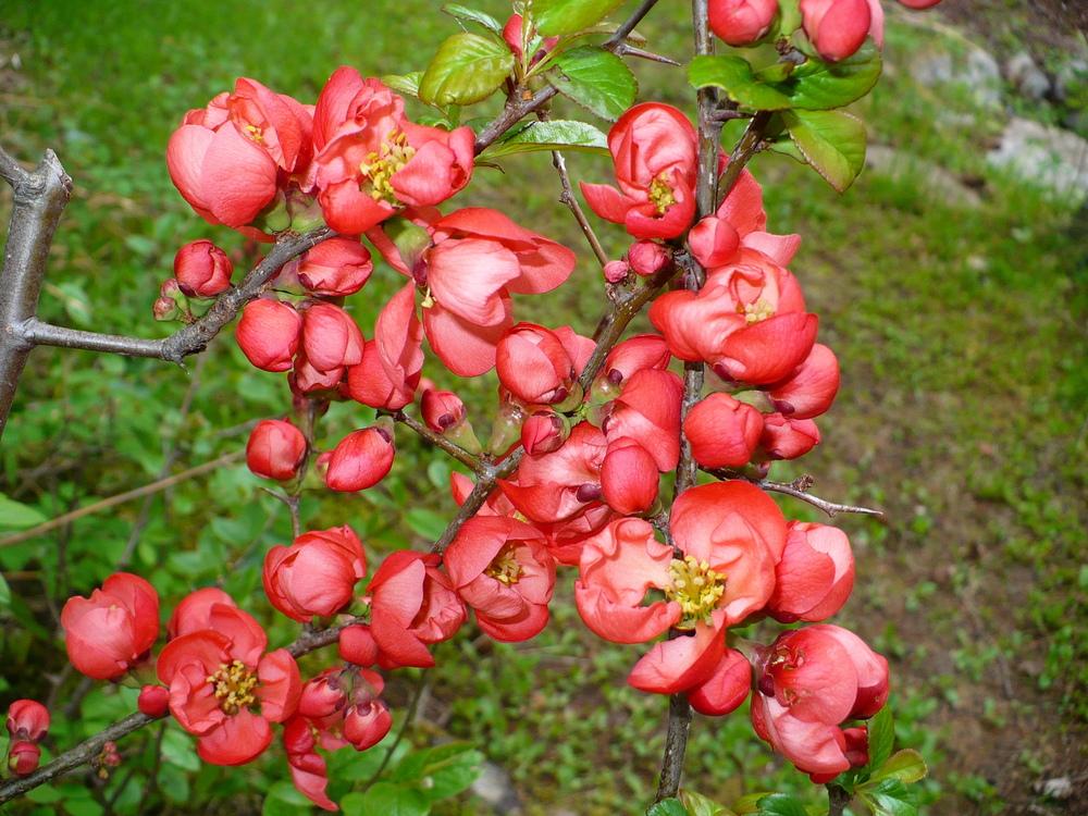Photo of Flowering Quince (Chaenomeles japonica) uploaded by HemNorth