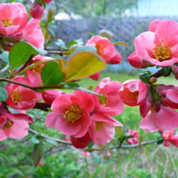 Location: Riverview, Robson, B.C.
Date: 2009-05-10
 6:38 pm. This variety - a lovely rich and glowing pink.