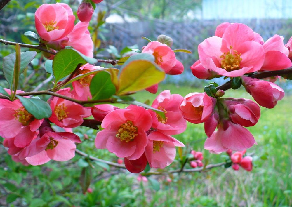 Photo of Flowering Quince (Chaenomeles japonica) uploaded by HemNorth