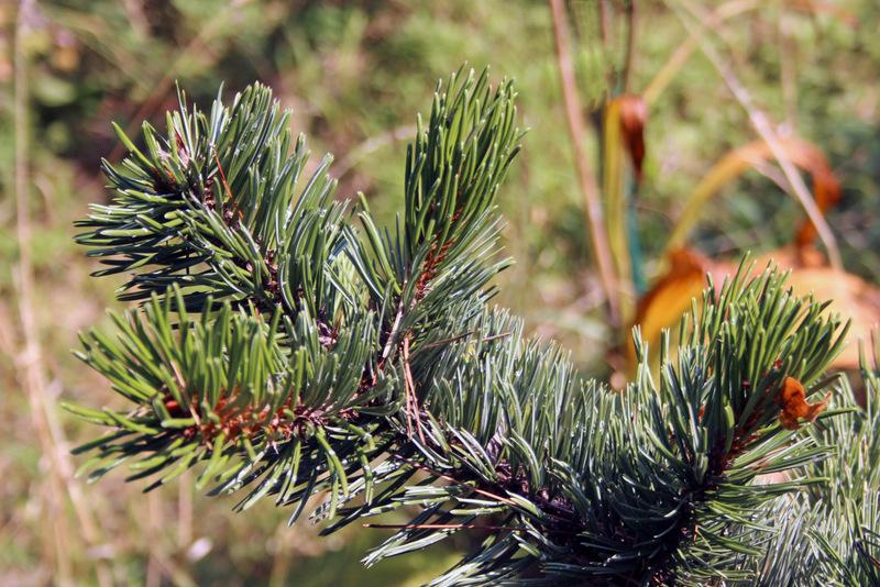 Photo of Rocky Mountain Bristlecone Pine (Pinus aristata) uploaded by RuuddeBlock