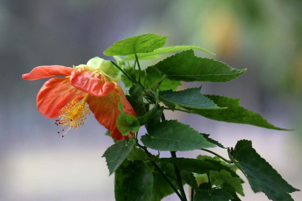 Photo of Flowering Maple (Abutilon Lucky Lantern™ Tangerine) uploaded by GrammaChar