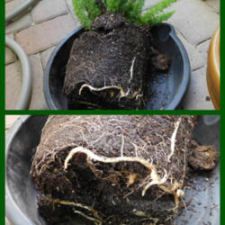 Location: In our garden - San Joaquin County, CA
Date: 07Nov2016- Fall Season
Roots of foxtail fern as seen during repotting time