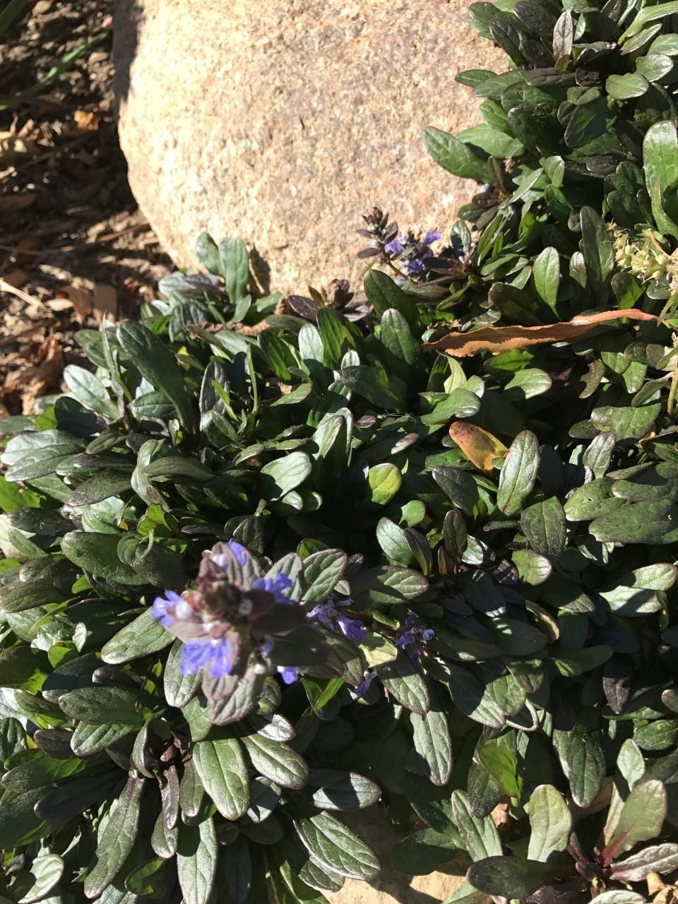 Photo of Bugleweed (Ajuga reptans Chocolate Chip) uploaded by Legalily