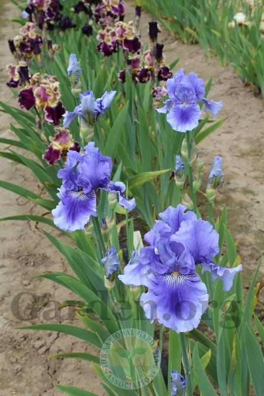 Photo of Tall Bearded Iris (Iris 'Money in Your Pocket') uploaded by HighdesertNiki
