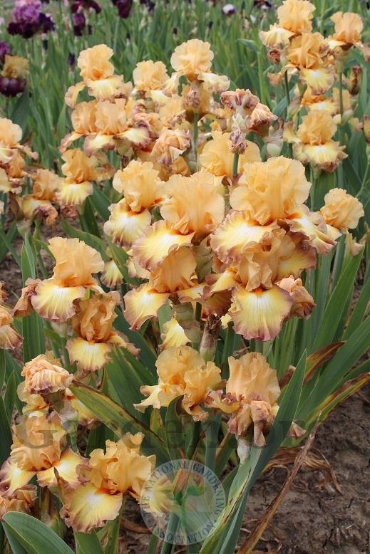 Photo of Tall Bearded Iris (Iris 'Oil Painting') uploaded by HighdesertNiki
