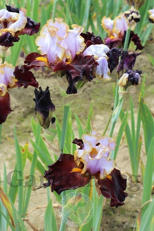 Photo of Tall Bearded Iris (Iris 'Plot Line') uploaded by HighdesertNiki