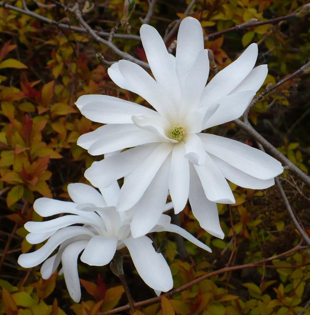 Photo of Star Magnolia (Magnolia stellata) uploaded by HemNorth