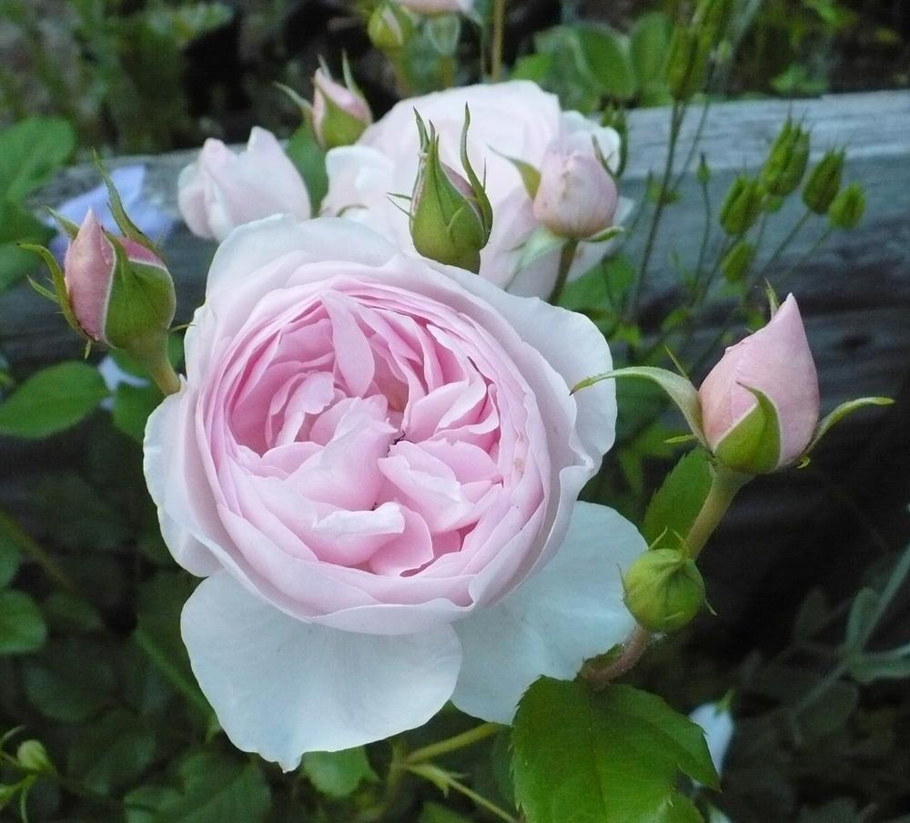 Photo of Rose (Rosa 'Heritage') uploaded by HemNorth