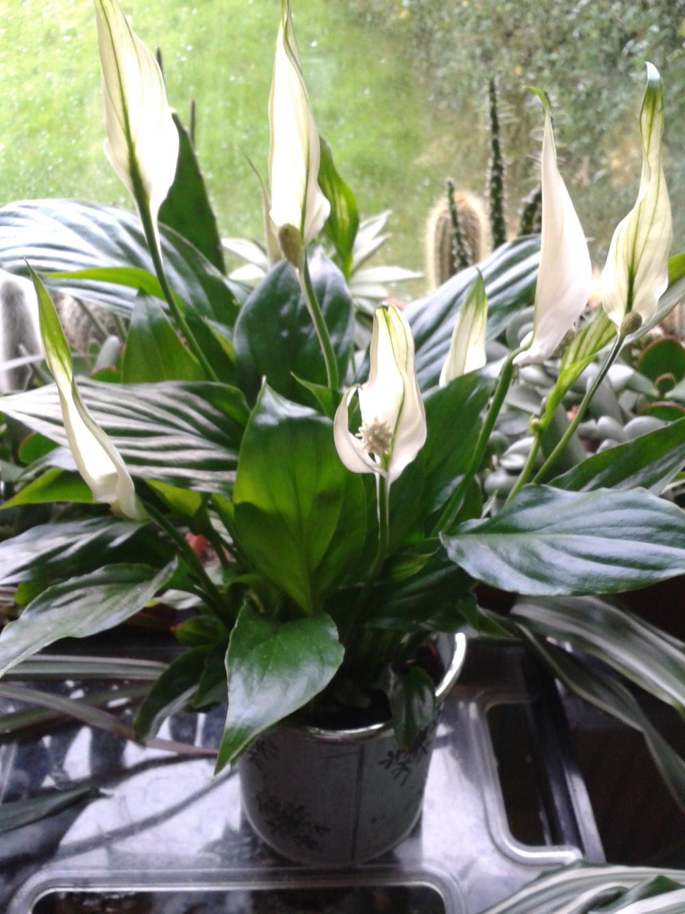 Photo of Peace Lilies (Spathiphyllum) uploaded by syzone8aUK