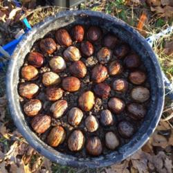 Location: Bordeaux, France
Date: 2016-11-22
Just prepared these 40 nuts for germination in a big pot. I cover