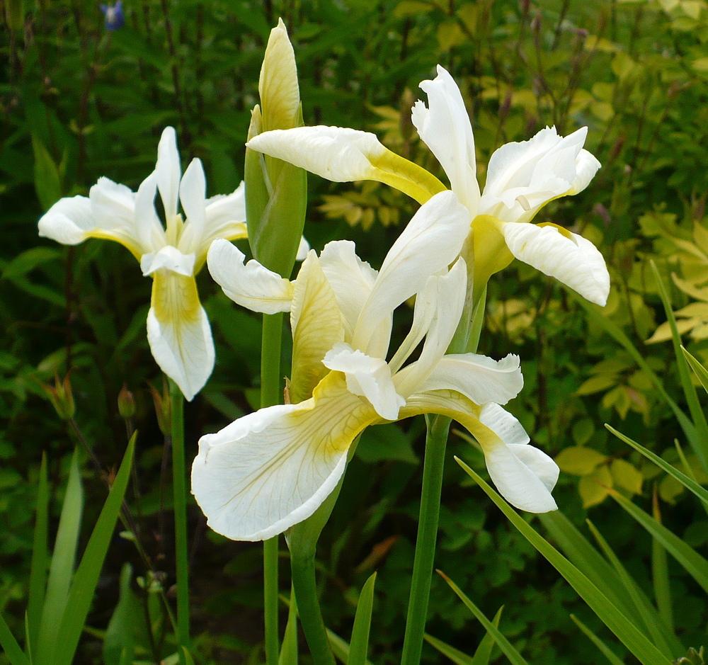 Photo of Siberian Iris (Iris 'Snow Queen') uploaded by HemNorth