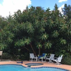 Location: Chuluota, FL zone 9b
Date: 2016-07-26
This is my brother's tree, great for pool side doesn't drop too m