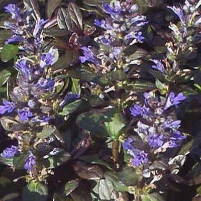 Photo of Bugleweed (Ajuga reptans Chocolate Chip) uploaded by Lalambchop1