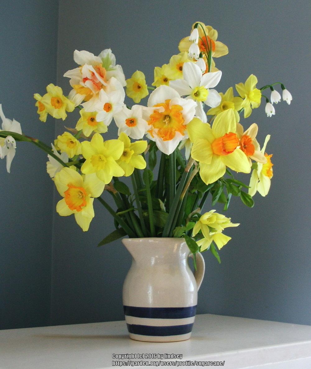 Photo of Daffodils (Narcissus) uploaded by sugarcane