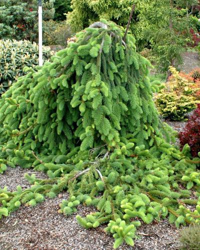 Photo of Weeping White Spruce (Picea glauca 'Pendula') uploaded by Calif_Sue
