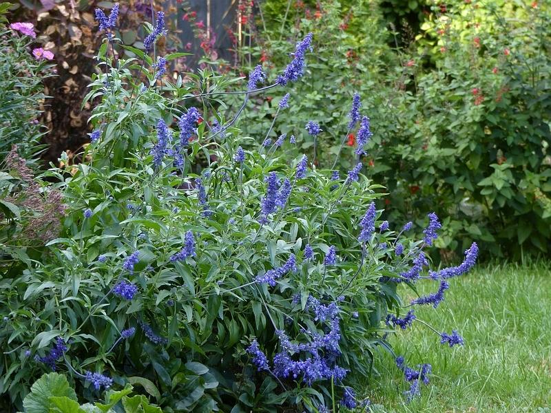 Photo of Mealycup Sage (Salvia farinacea) uploaded by molanic