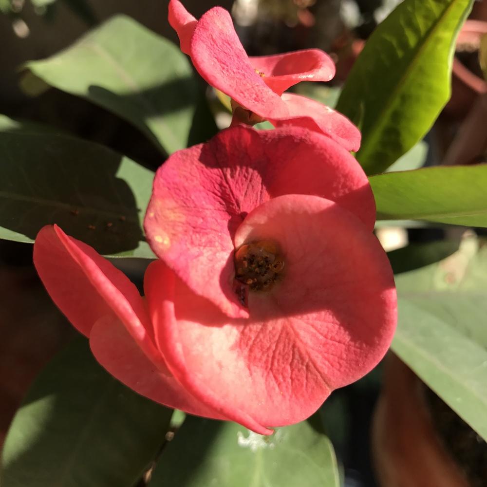 Photo of Crown of Thorns (Euphorbia milii) uploaded by HunterSThompson