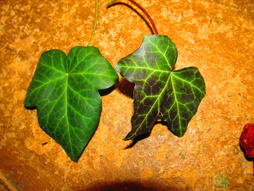 Photo of English Ivy (Hedera helix) uploaded by jmorth