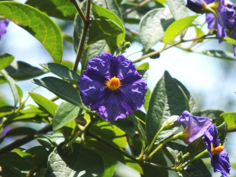 Photo of Blue Potato Bush (Lycianthes rantonnetii) uploaded by sunnyvalley