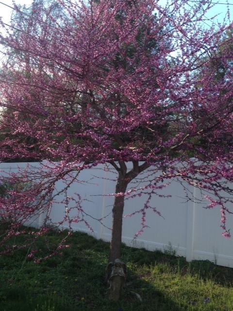 Photo of Eastern Redbud (Cercis canadensis) uploaded by sashaapalmer