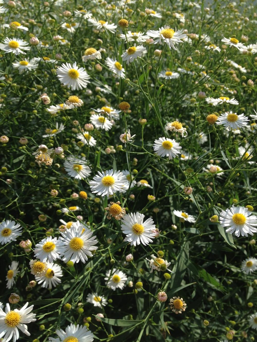 Photo of False Aster (Boltonia asteroides) uploaded by sashaapalmer