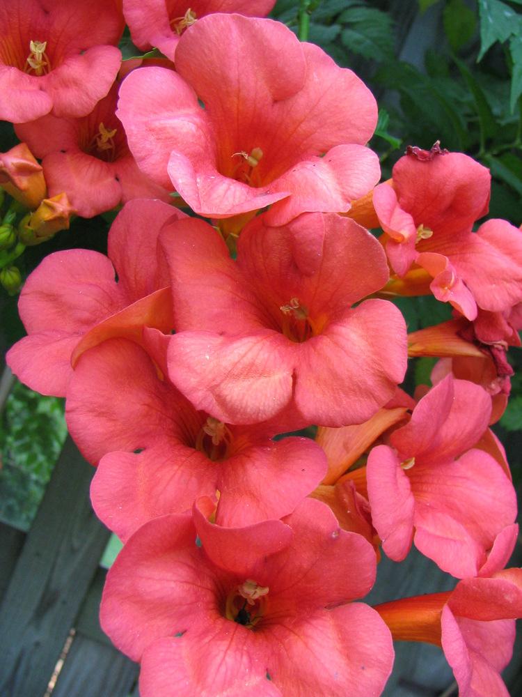 Photo of Trumpet Vine (Campsis radicans) uploaded by molanic