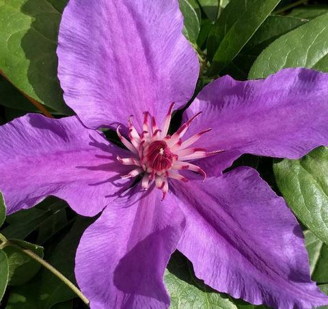 Photo of Clematis Ines™ uploaded by Calif_Sue