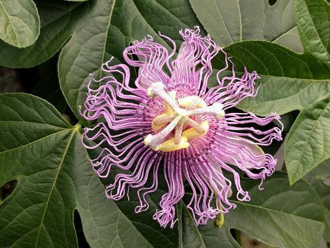 Photo of Maypop (Passiflora incarnata) uploaded by Calif_Sue