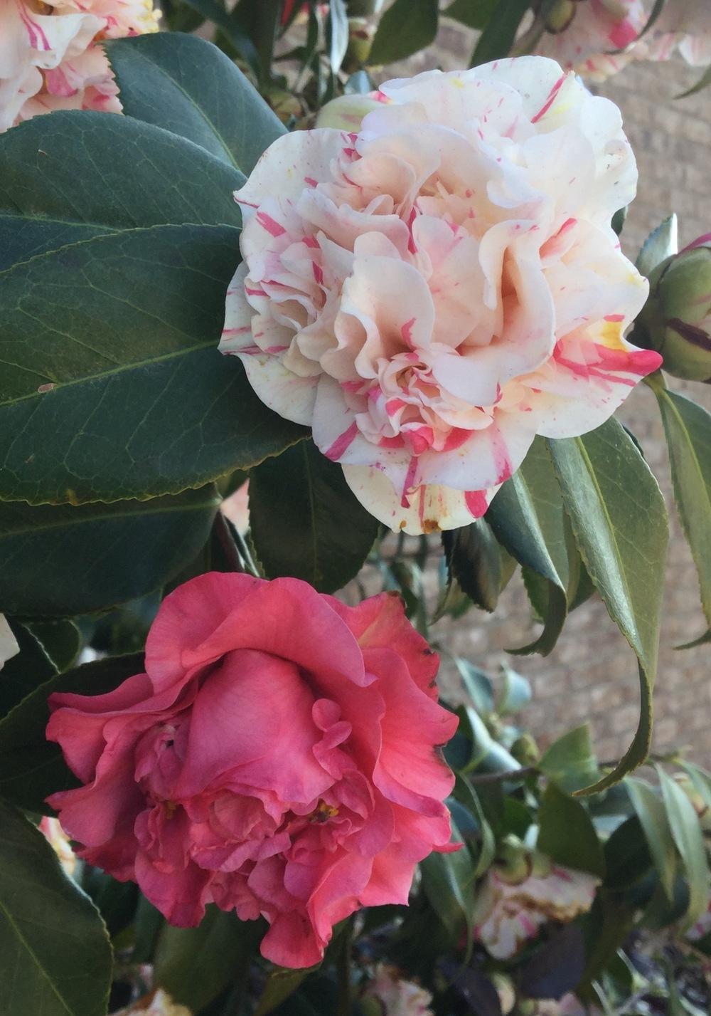 Photo of Camellias (Camellia) uploaded by scflowers