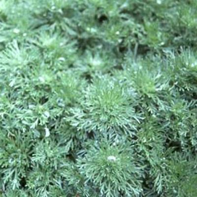 Photo of Silvermound Artemisia (Artemisia schmidtiana 'Silver Mound') uploaded by Lalambchop1