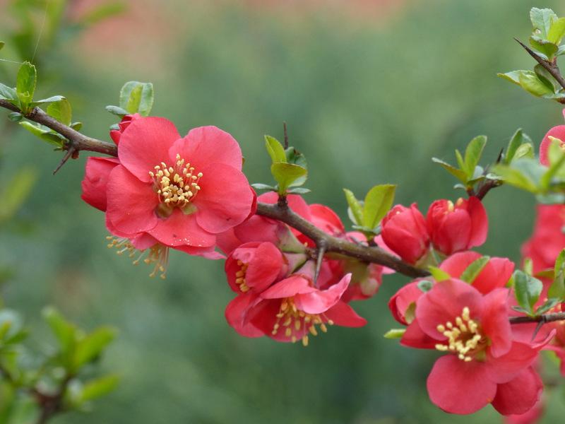 Photo of Flowering Quince (Chaenomeles japonica) uploaded by molanic