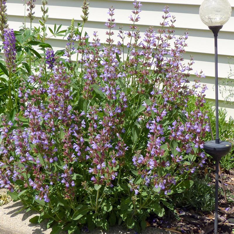 Culinary Sages Plant Care and Collection of Varieties