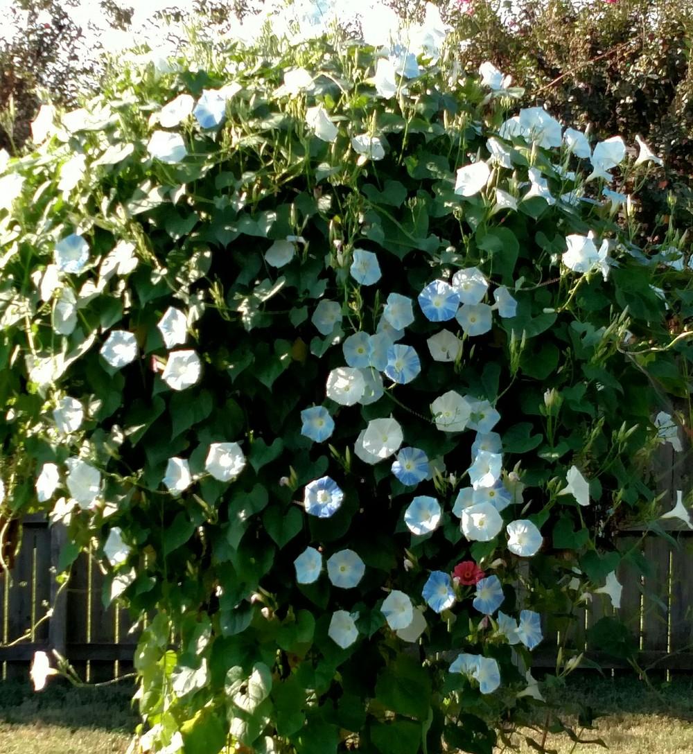 Photo of Morning Glories (Ipomoea) uploaded by Sarafoot