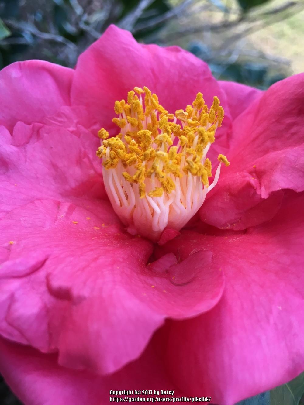 Photo of Camellias (Camellia) uploaded by piksihk