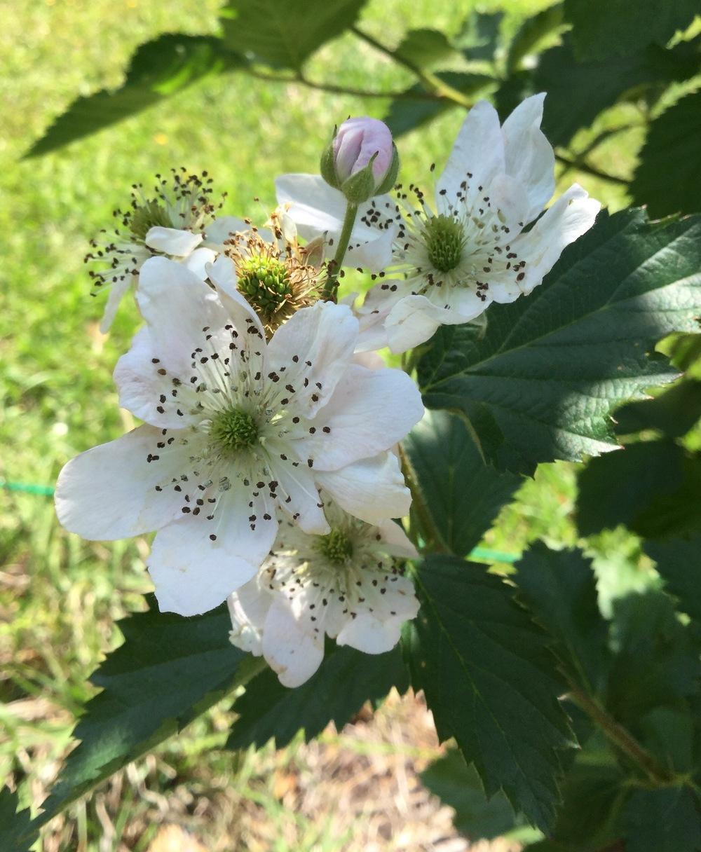 Photo of Thornless Blackberry (Rubus 'Arapaho') uploaded by scflowers