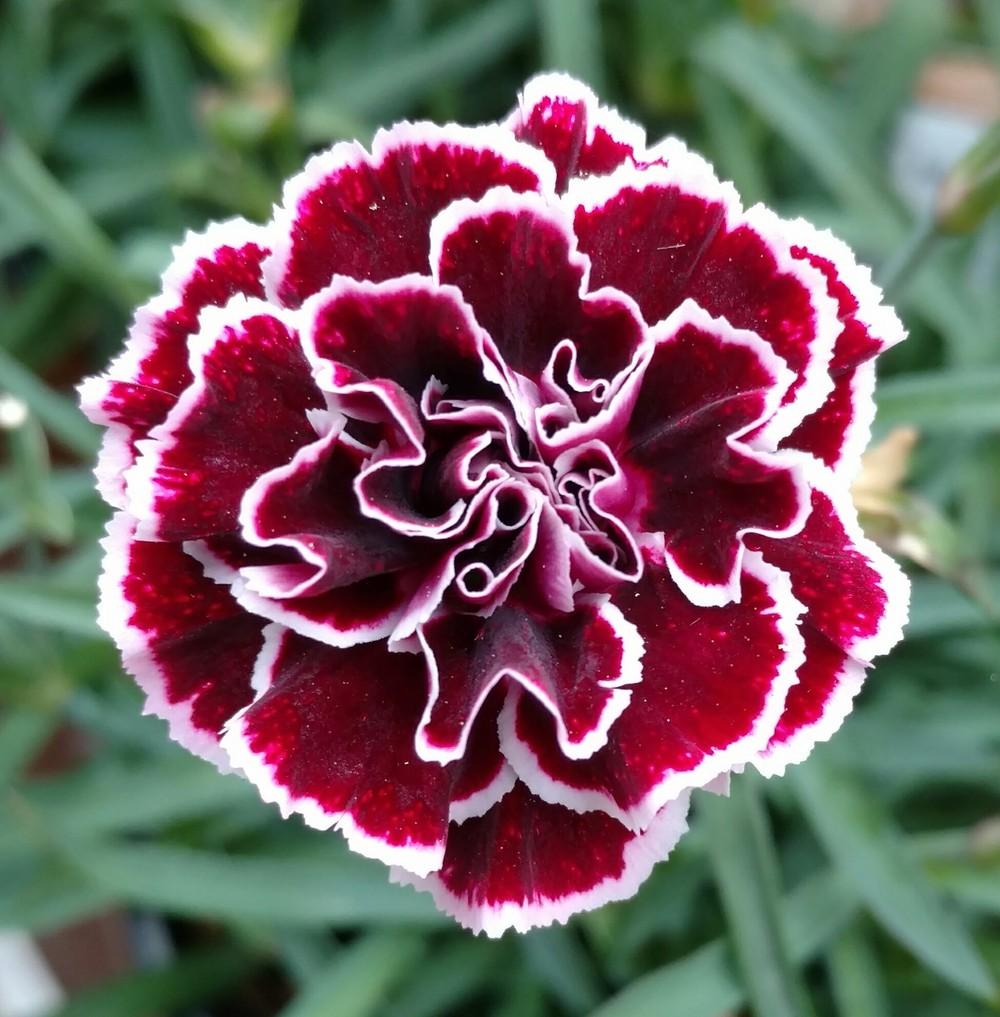 Dianthus Plant Care and Collection of Varieties