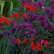 Purple Rooster with Crocosmia.