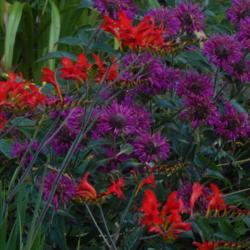Location: My 6b garden
Date: 2016-06-26
Purple Rooster with Crocosmia.