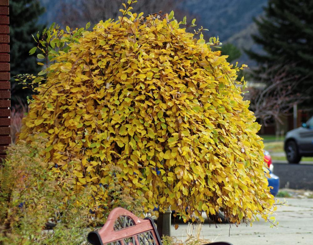 Photo of Weeping Pussywillow (Salix caprea 'Pendula') uploaded by dirtdorphins