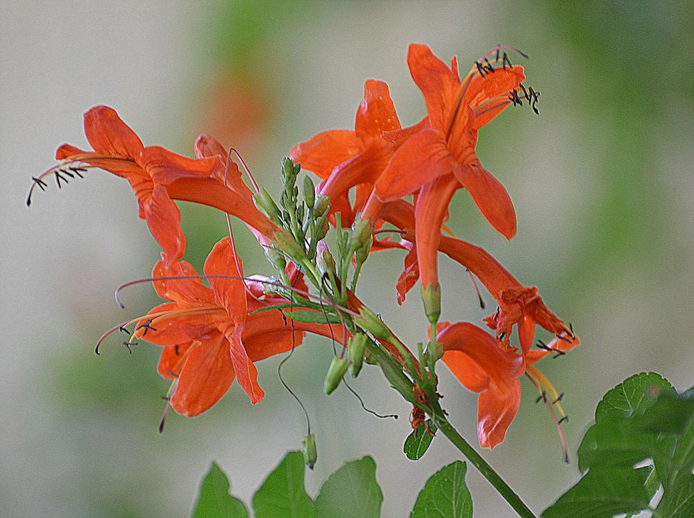 Photo of Cape Honeysuckle (Tecoma capensis) uploaded by sunkissed