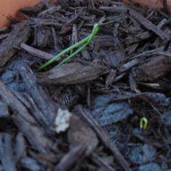 Location: Gilbert, AZ
Date: 2.21.17
Seedlings emerging
