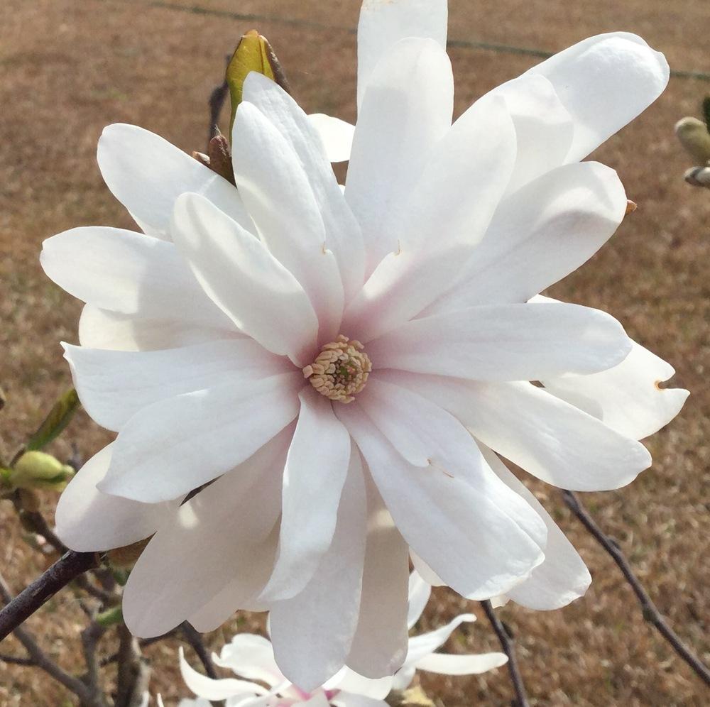Photo of Star Magnolia (Magnolia stellata) uploaded by scflowers