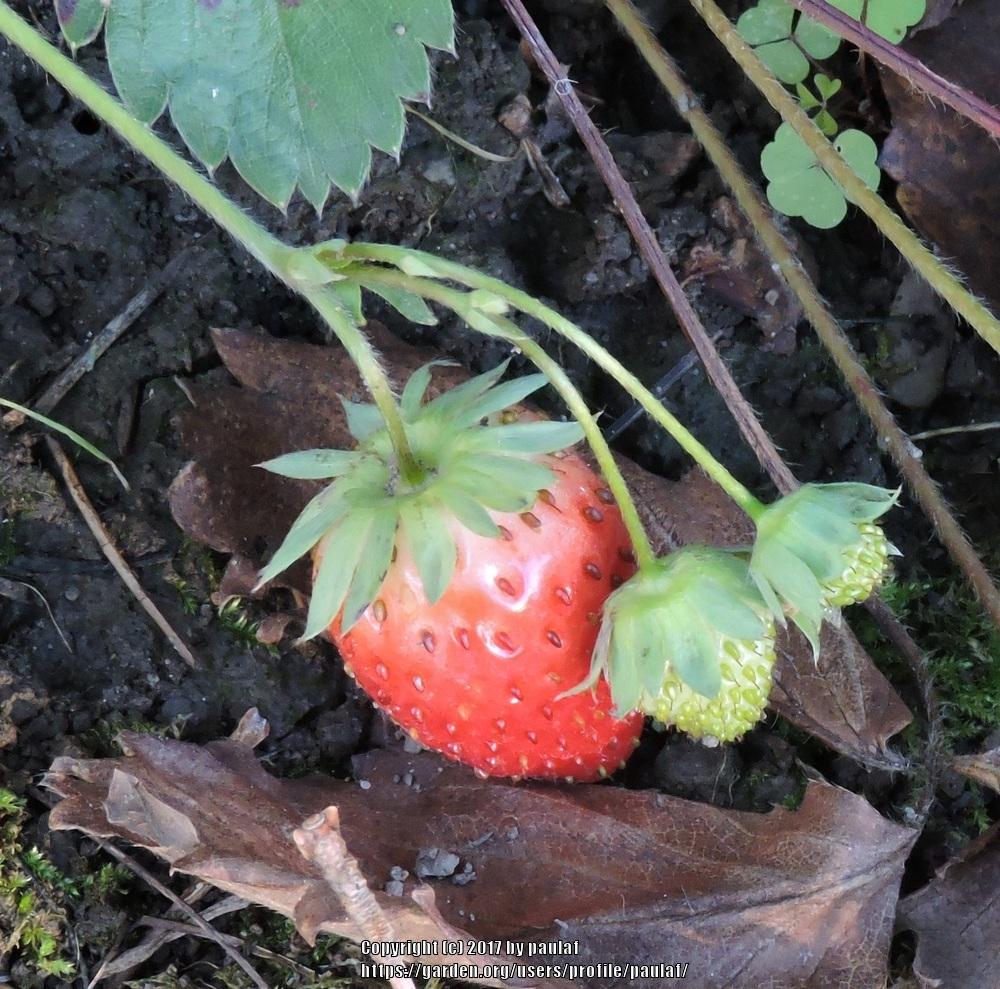 Photo of Strawberries (Fragaria) uploaded by paulaf