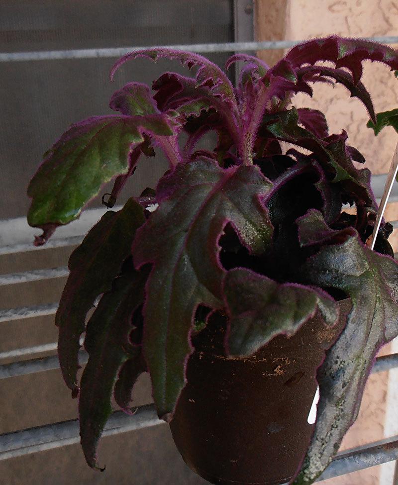 Photo of Purple Velvet Plant (Gynura aurantiaca 'Purple Passion') uploaded by LizDTM