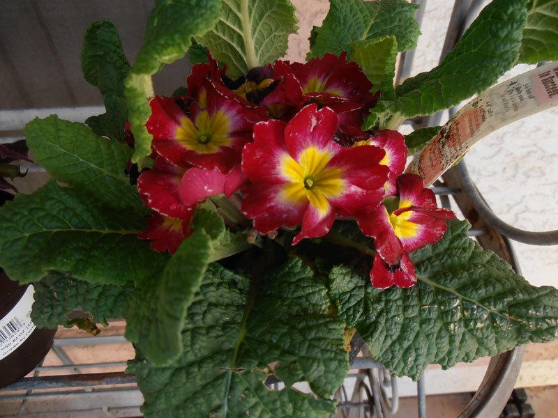 Photo of Primroses (Primula) uploaded by LizDTM