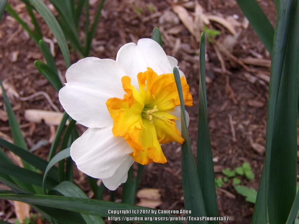 Photo of Daffodils (Narcissus) uploaded by TexasPlumeria87